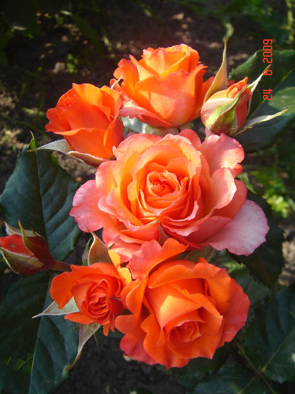 Роза чайно-гибридная Верано оранжевая