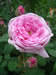 Centifolia (Cabbage Rose)